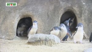 s-1116コガタペンギン (3)