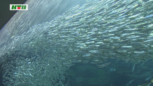 マイワシ5千匹が佐世保市の水族館に到着…半年に1回の搬入のワケは？【佐世保市】