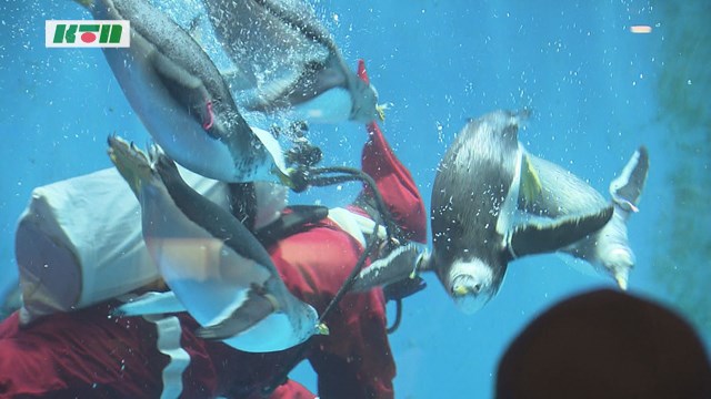 s-1225ペンギン (1)