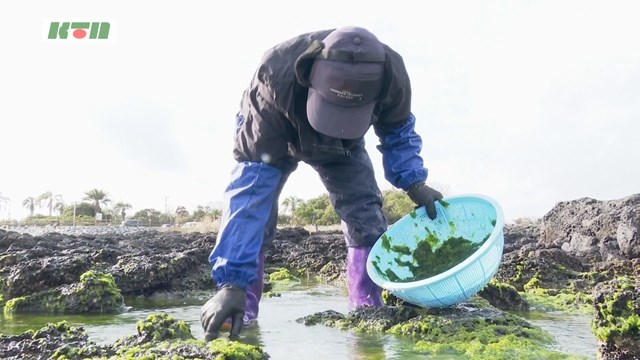 長崎県五島で早春の磯の味　アオサ採りが解禁【五島市】
