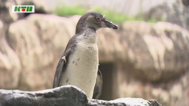 s-0326ぺんぎん (4)