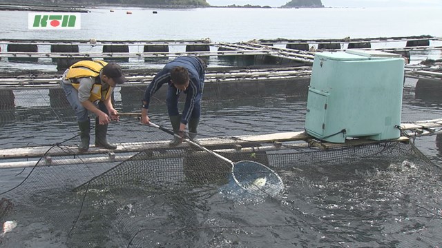 “アジの王様”高級魚「シマアジ」を長崎のブランド魚に！体験型観光に関西からのツアー客は【長崎市】