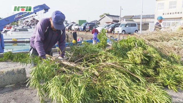 磯焼け対策に木の枝！五島で水イカの産卵床「いかしば」を設置【五島市】