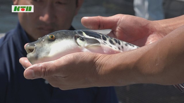 トラフグの養殖現場など見学 インバウンド回復に向けアメリカ人観光客を長崎市に誘致