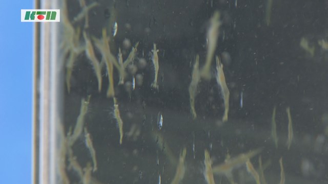 BBQにもおすすめ！クマエビの赤ちゃんを放流…長崎ペンギン水族館で【長崎市】