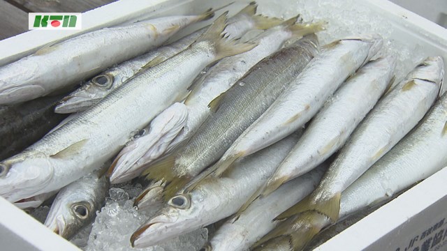 旬の”カマス”を長崎県内で初めてブランド化「伊王島日の出カマス」知って、味わって