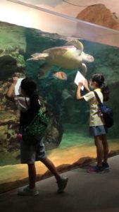 ウミガメを写生