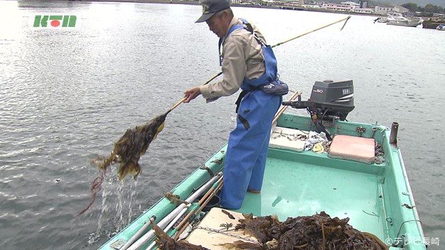 早岐瀬戸にも早春の訪れ　伝統のワカメ漁【長崎県佐世保市】