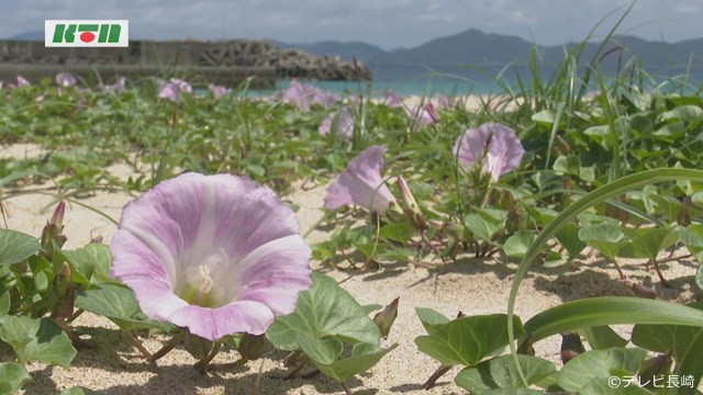 長崎・五島の浜辺で「夏の花」ハマヒルガオが見頃