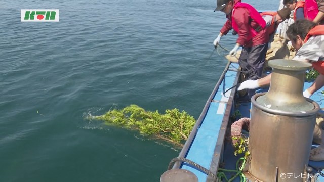 五島・ミズイカ産卵用の「イカシバ」設置　磯焼け対策で木の枝を海中に【長崎】