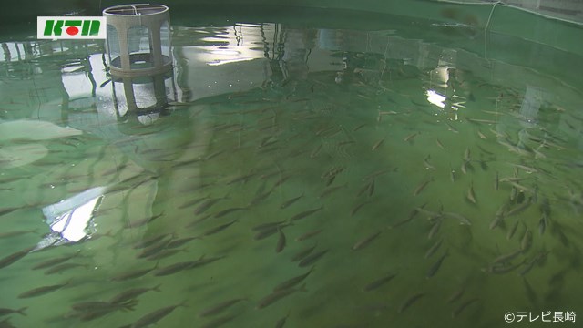 海外展開を視野にブリの完全養殖へ…「高島水産研究所」初公開【長崎市】