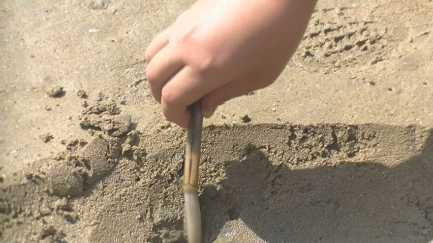 五島で子供たちがマテ貝掘りを体験【長崎県】