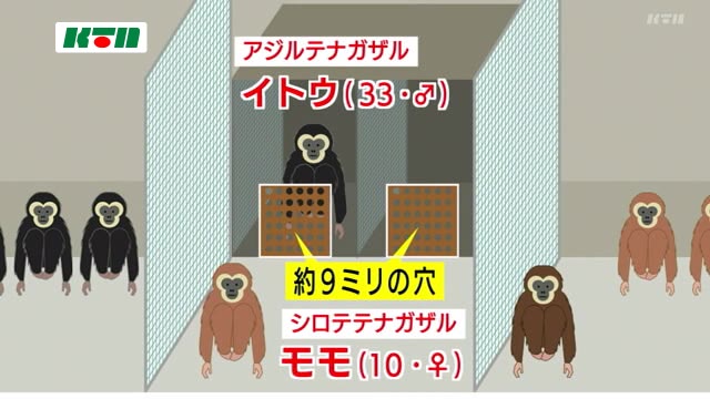 長崎 謎の出産 から2年 佐世保 森きららのサルの赤ちゃんの父親がついに判明 ニュース Ktnテレビ長崎